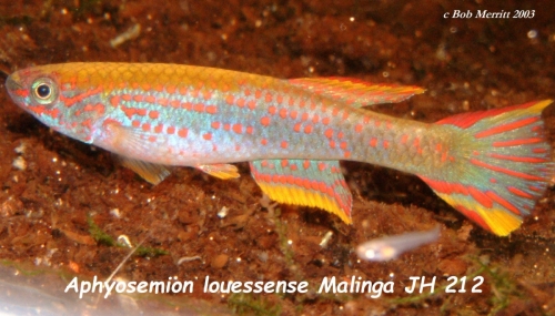 Aphyosemion jeanhuberi Malinga JH-212