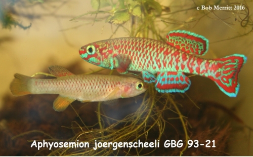 Aphyosemion joergenscheeli GBG-93-21