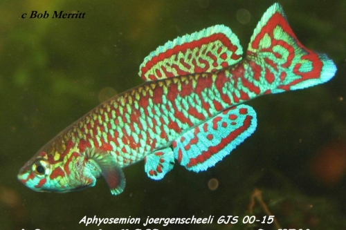 Aphyosemion joergenscheeli GJS-00-15