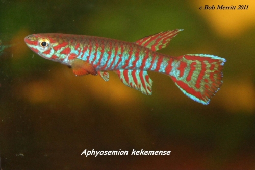 Aphyosemion kekemense