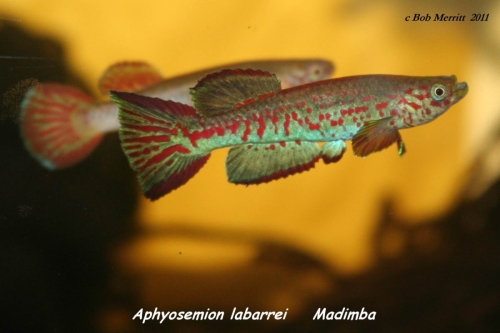 Aphyosemion labarrei Madimba