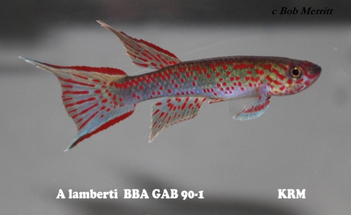 Aphyosemion lamberti BBA-GAB-90-1