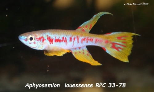 Aphyosemion louessense RPC-33-78