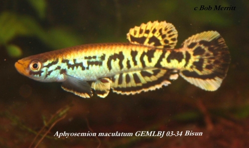 Aphyosemion maculatum GEMLBJ-03-34 Bisun