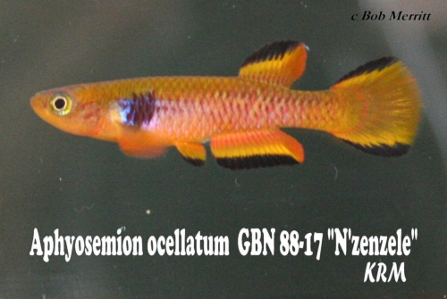 Aphyosemion ocellatum GBN-88-17 Nzenzele