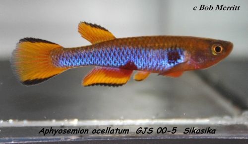 Aphyosemion ocellatum GJS-00-5-Sika Sika