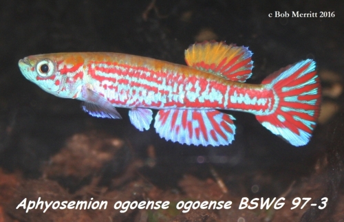 Aphyosemion ogoense BSWG-97-3