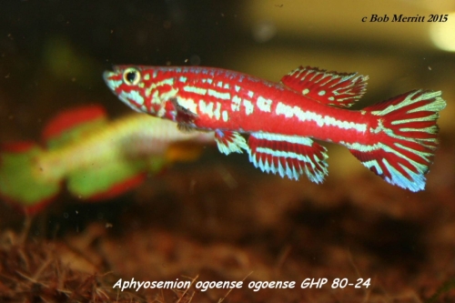 Aphyosemion ogoense GHP-80-24