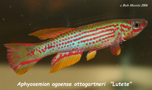 Aphyosemion ottogartneri Lutete