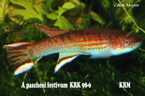 Aphyosemion pascheni festivum KRK-98-6