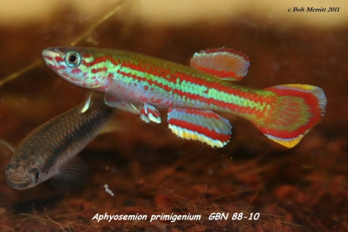 Aphyosemion primigenium GBN-88-10