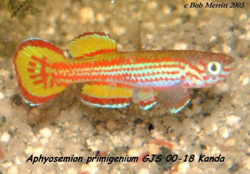 Aphyosemion primigenium GJS-00-18 Kanda