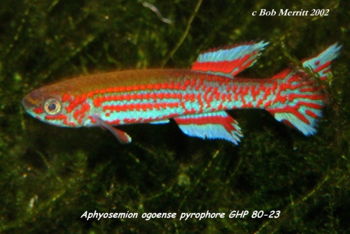 Aphyosemion pyrophore GHP-80-23
