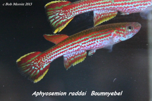 Aphyosemion raddai Boumnyebel
