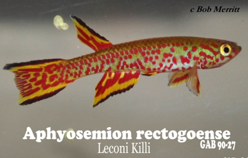 Aphyosemion rectogoense GAB-90-27