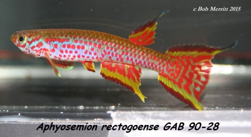 Aphyosemion rectogoense GAB-90-28