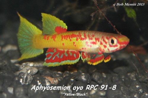 Aphyosemion sp.Oyo RPC-91-8