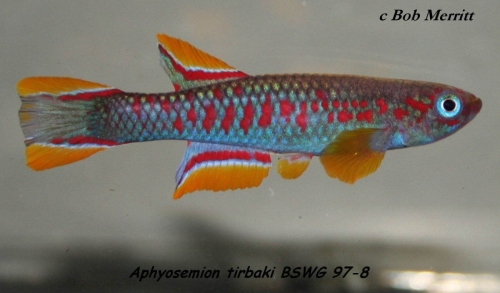 Aphyosemion tirbaki BSWG-97-8