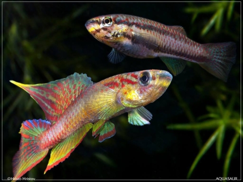 Chromaphyosemion volcanum (pair)