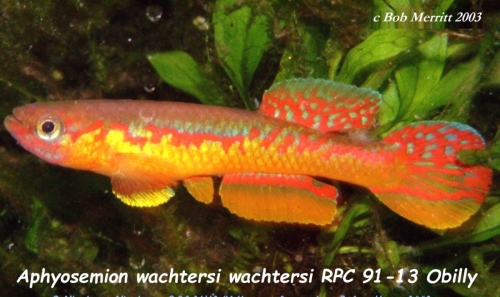 Aphyosemion wachtersii RPC-91-13 Obilly