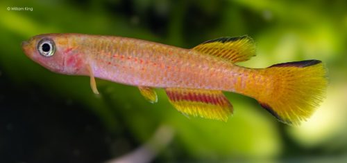 Aphyosemion aureum GEB 94-9 'Boudianguila'