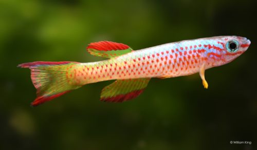 Aphyosemion gabunense