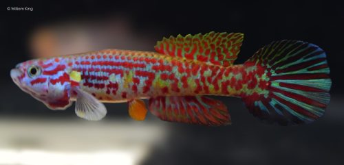Aphyosemion herzogi bochtleri GWW 86/11