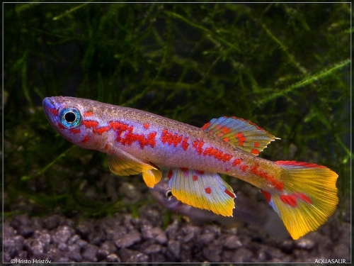 Aphyosemion louesense RPC-78-33 Kingouma