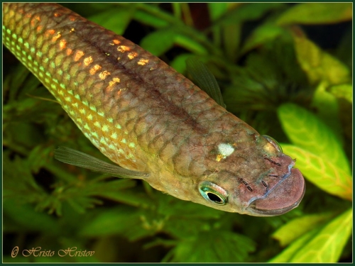 Aplocheilus lineatus Gold