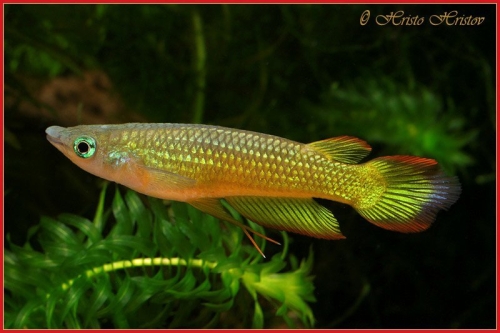 Aplocheilus lineatus Gold