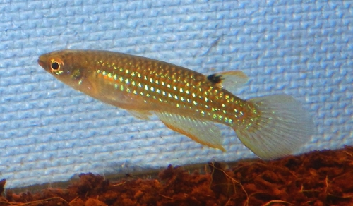 Aplocheilus blockii