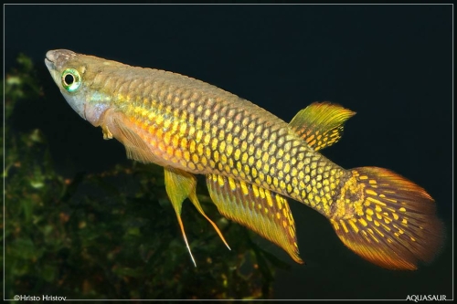 Aplocheilus lineatus Gold