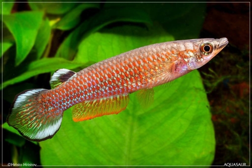 Aplocheilus panchax CI-2009-W