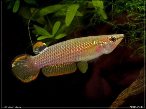 Aplocheilus panchax CI 2009-W