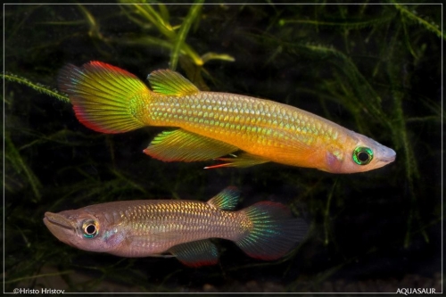 Aplochilus lineatus Gold pair