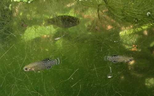 Apricaphanius iberus "Peniscola"