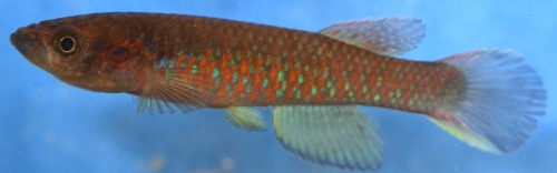 Archiaphyosemion