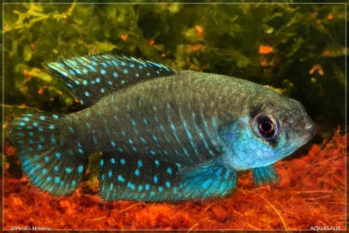 Matilebias affinis Durazno
