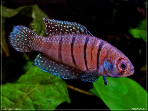 Matilebias alexandri