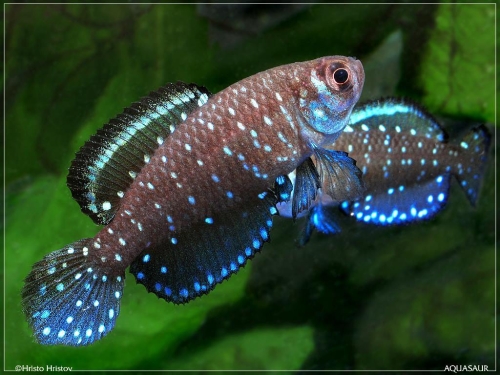 Argolebias nigripinnis Buenos Aires