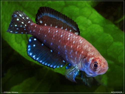 Argolebias nigripinnis Buenos Aires