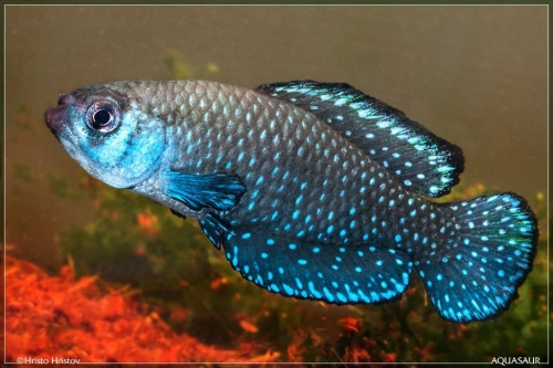 Argolebias nigripinnis Franquia
