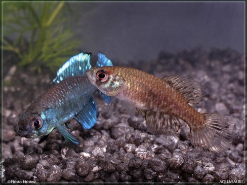 Argolebias nigripinnis MCL-91-2