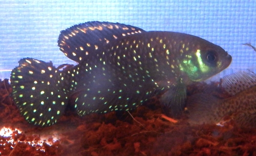 Argolebias nigripinnis ‘Marcos-Paz'
