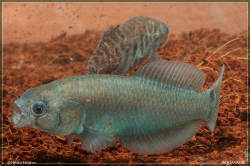 Cynolebias robustus MP-11-01-Ruta-11-General-Conesa