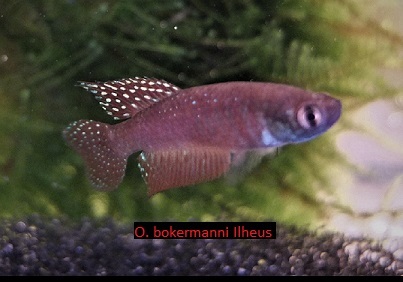 Opthalmolebias bokermani 'Ilheus'