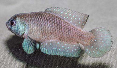 Matilebias affinis