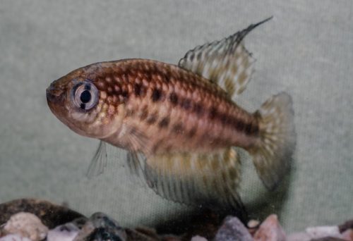 Ophthalmolebias constanciae