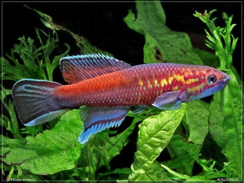 Callopanchax