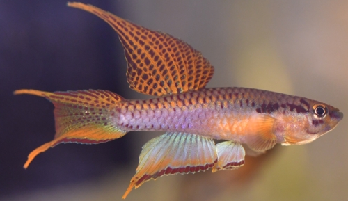 Chromaphyosemion bitaeniatum 